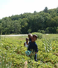 berry_picking